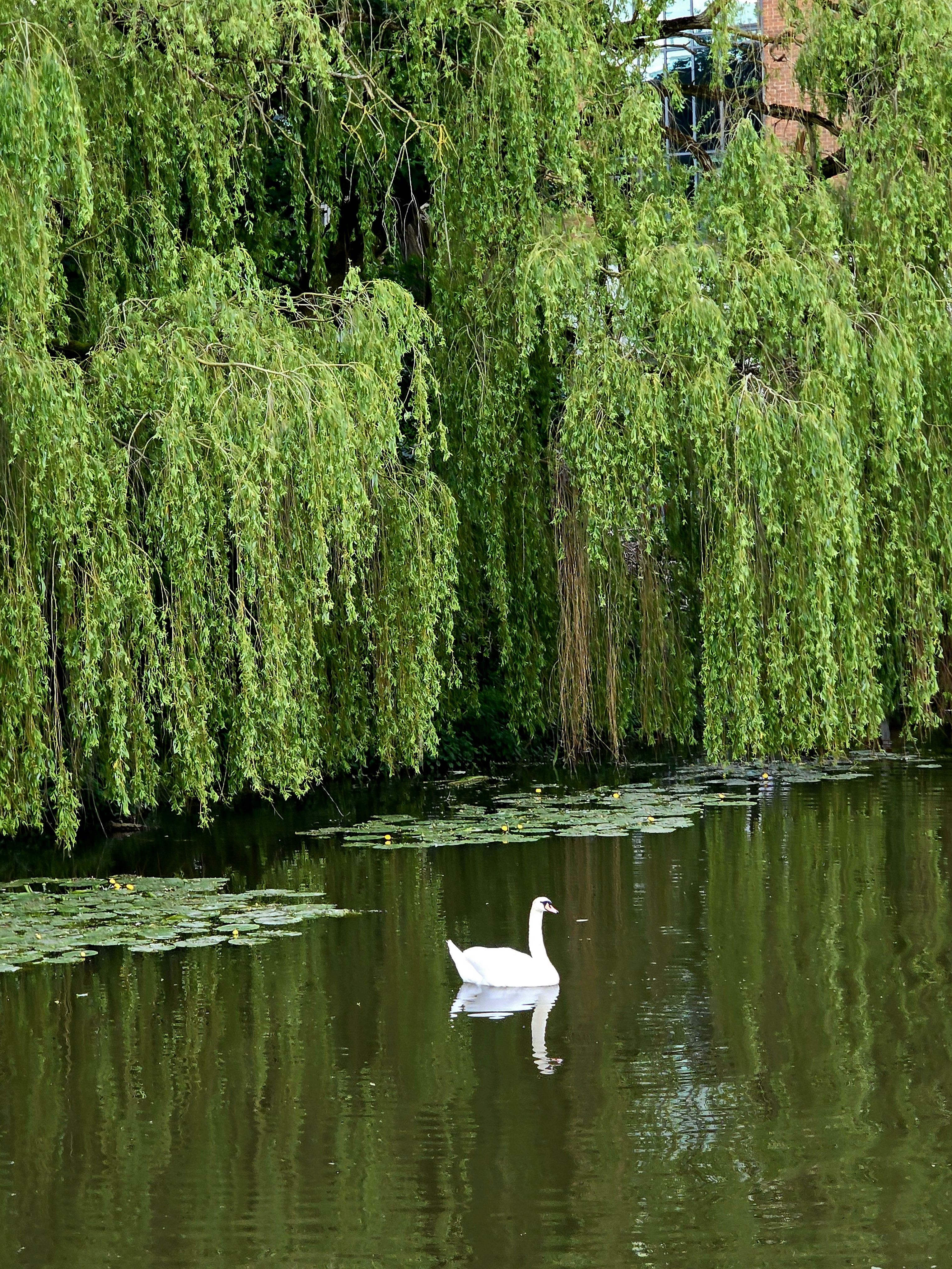 White Swan